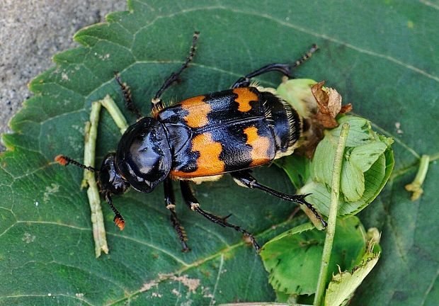 hrobárik obyčajný Nicrophorus vespillo