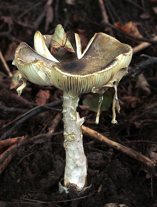 muchotrávka Amanita sp.