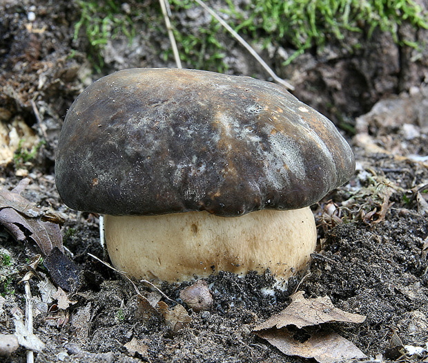 hríb bronzový Boletus aereus Bull. ex Fr.