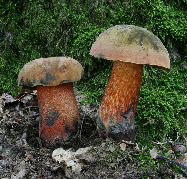 hríb zrnitohlúbikový, hrib siný Boletus luridiformis var. luridiformis, Boletus luridus