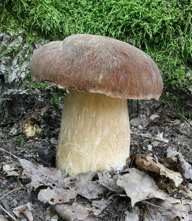 hríb dubový Boletus reticulatus Schaeff.