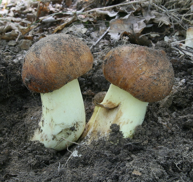 hríb príveskatý Butyriboletus appendiculatus (Schaeff. ex Fr.) Secr.