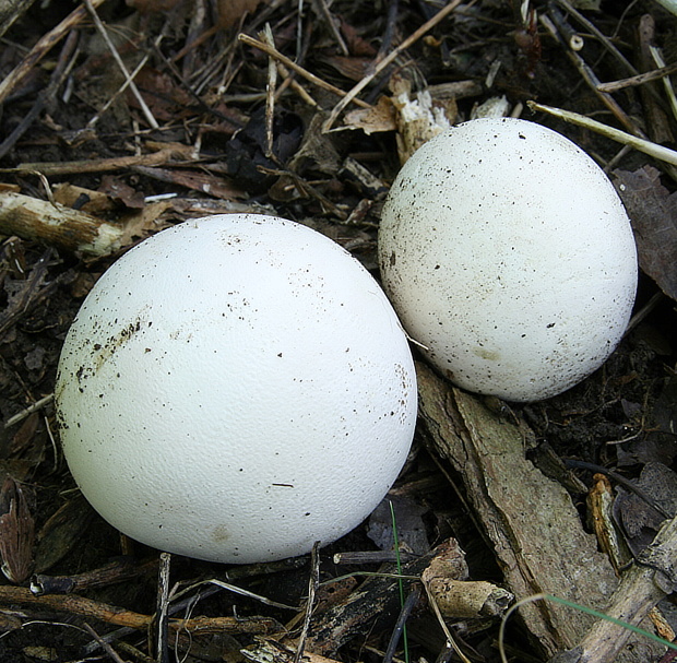 vatovec obrovský Calvatia gigantea (Batsch) Lloyd