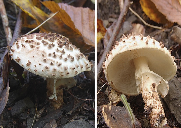 bedlička ostrošupinatá Echinoderma asperum (Pers.) Bon