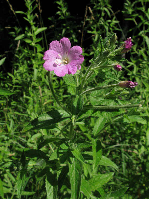 vŕbovka chlpatá Epilobium hirsutum L.