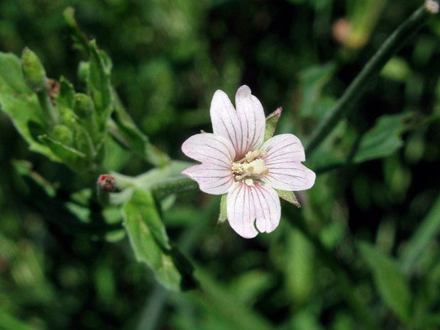 vŕbovka ružová Epilobium roseum Schreb.