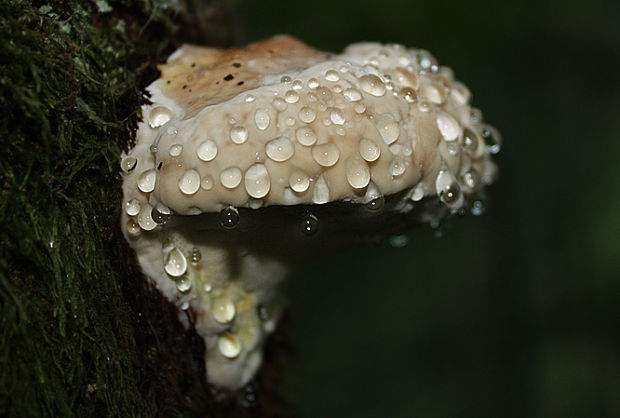 práchnovček pásikavý Fomitopsis pinicola (Sw.) P. Karst.