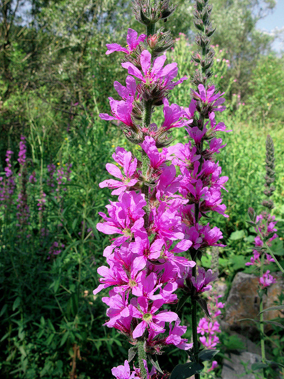 vrbica vŕbolistá Lythrum salicaria L.