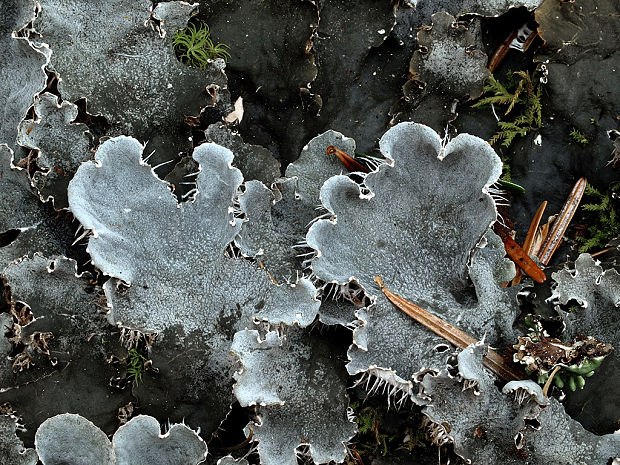 štítnatec Peltigera sp.