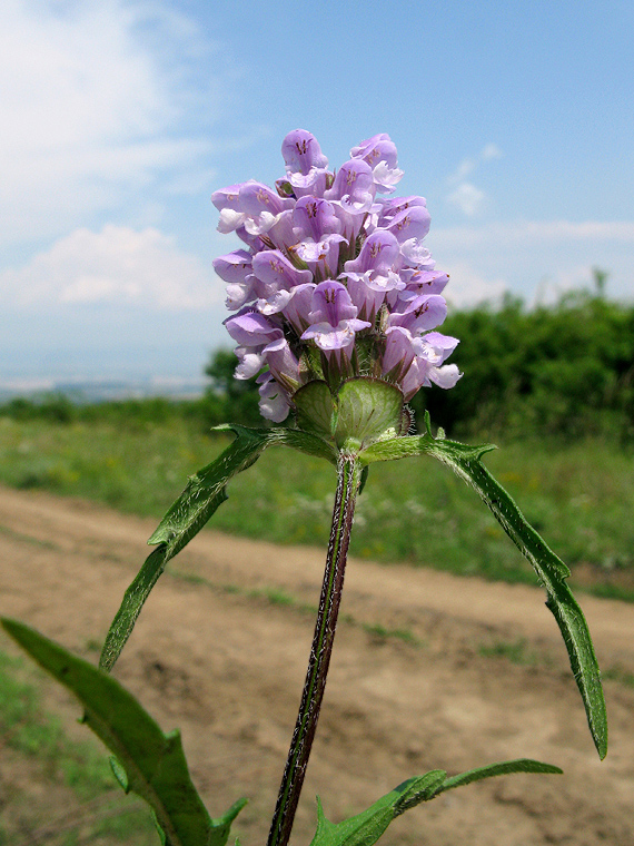 čiernohlávok obyčajný x zastrihovaný Prunella × intermedia L.