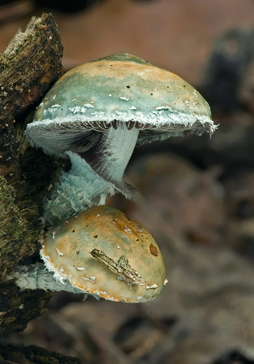 golierovka zelenkastá Stropharia aeruginosa (Curtis) Quél.