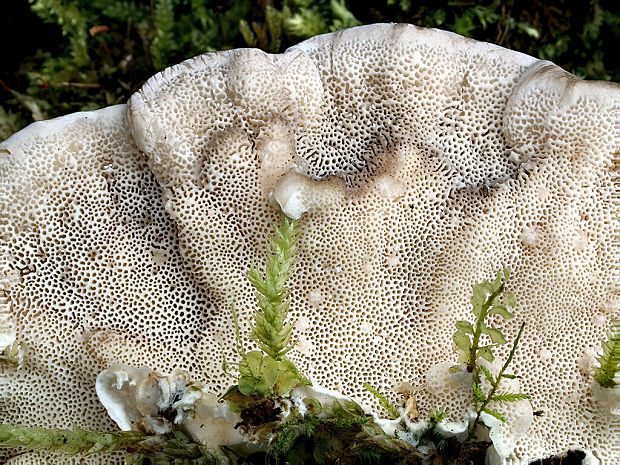 trúdnikovec pásikavý Trametes ochracea (Pers.) Gilb. & Ryvarden