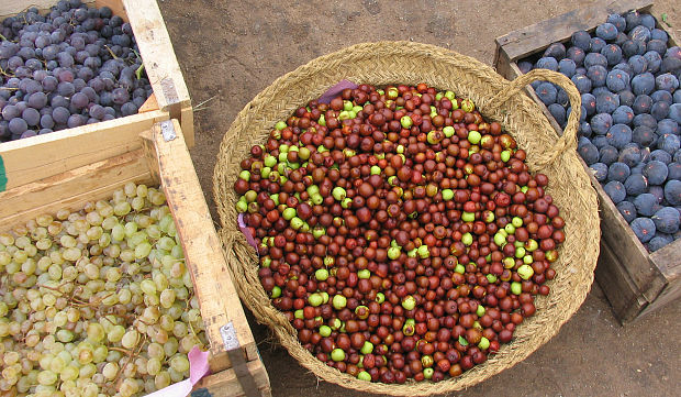 káva  Kofea arabica