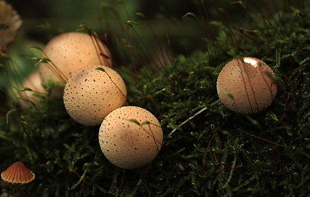 prášnica hruškovitá Lycoperdon pyriforme Schaeff.