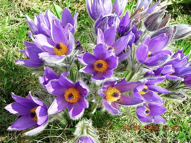 poniklec  Pulsatilla sp.