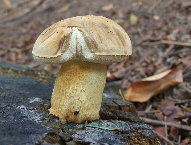 podhríb žlčový Tylopilus felleus (Bull.) P. Karst.