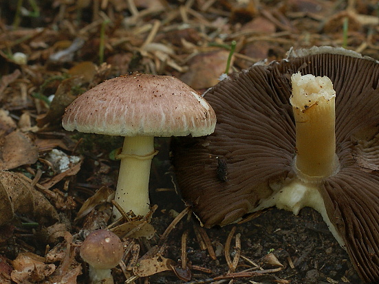 pečiarka Agaricus sp.