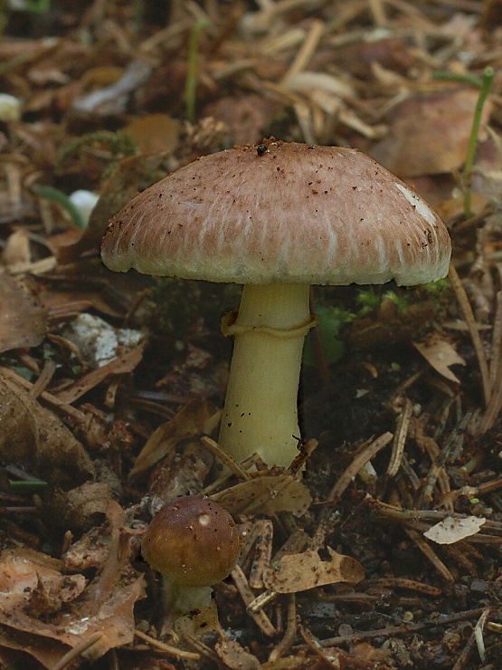 pečiarka Agaricus sp.