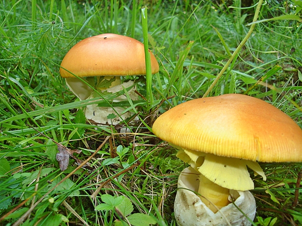 muchotrávka cisárska Amanita caesarea (Scop.) Pers.