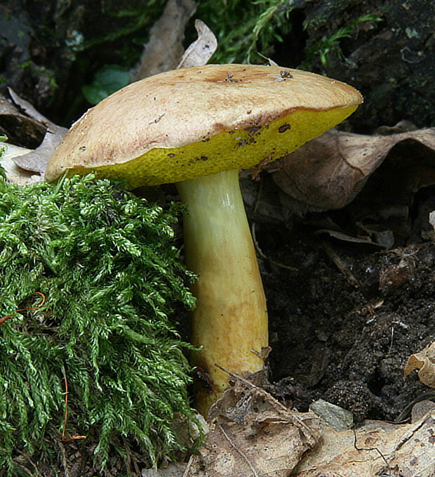 zlatohríb úhľadný Aureoboletus gentilis (Quél.) Pouzar