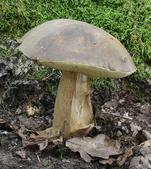 hríb bronzový Boletus aereus Bull. ex Fr.