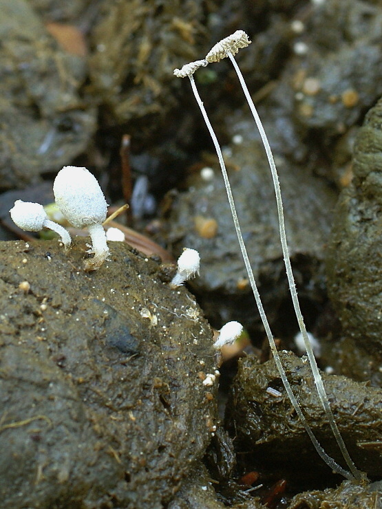 hnojník Coprinopsis stercorea (Fr.) Redhead, Vilgalys & Moncalvo