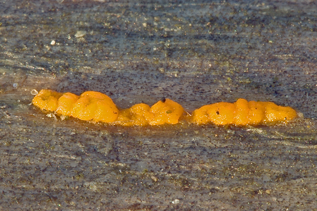 slzovec Dacrymyces sp.