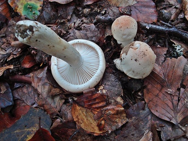 šťavnačka belavoružovkastá  Hygrophorus fagi G. Becker & Bon