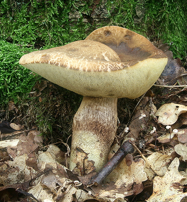 kozák žltopórový Leccinellum crocipodium (Letell.) Della Maggiora & Trassinelli