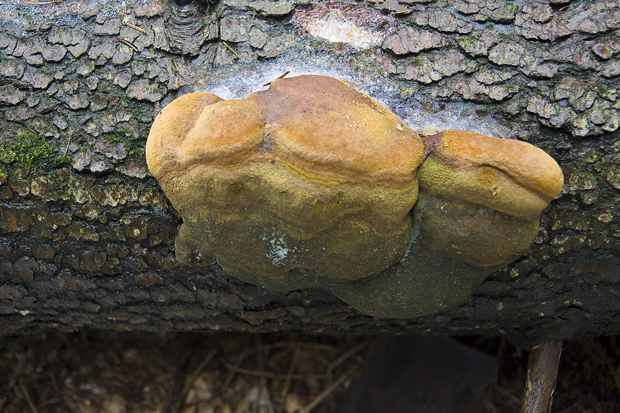 ohňovec Hartigov Phellinus hartigii (Allesch. & Schnabl) Pat.