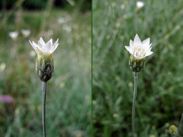 suchokvietok smradľavý Xeroloma cylindracea (Sibth. et Sm.) Holub