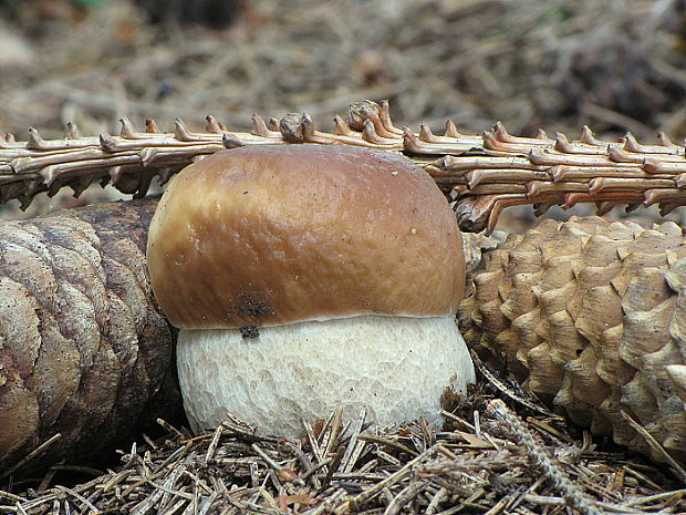 hríb smrekový Boletus edulis Bull.