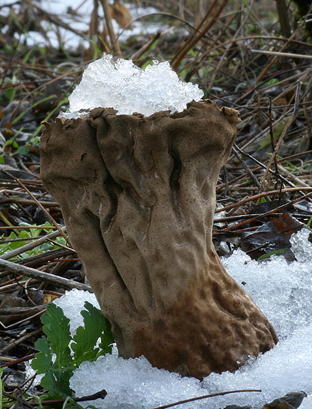 rozpadavec stopkatý Lycoperdon excipuliforme (Scop.) Pers.