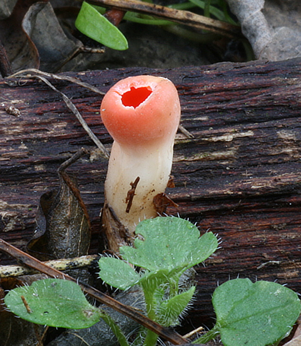 ohnivec Sarcoscypha sp.