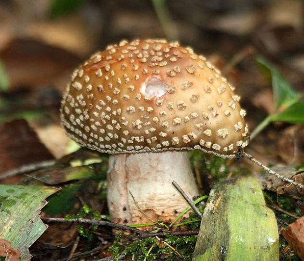 muchotrávka červenkastá Amanita rubescens Pers.