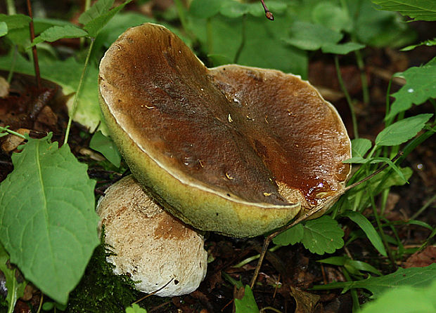 hríb smrekový Boletus edulis Bull.