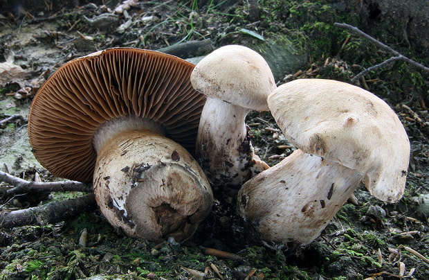 pavučinovec Cortinarius sp.