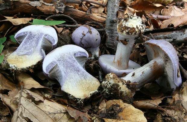 pavučinovec Cortinarius sp.