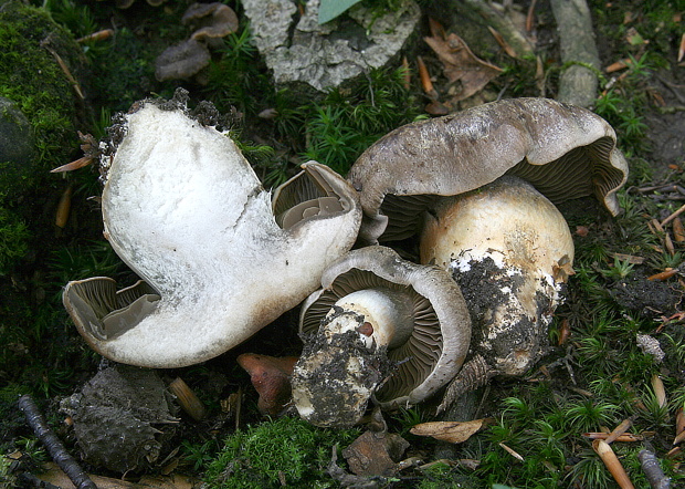 pavučinovec Cortinarius sp.