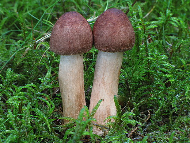 pavučinovec Cortinarius sp.