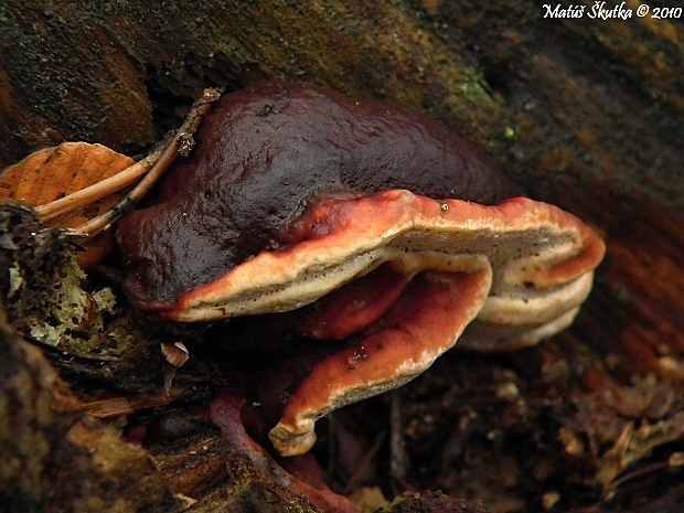 lesklokôrovka Ganoderma sp.