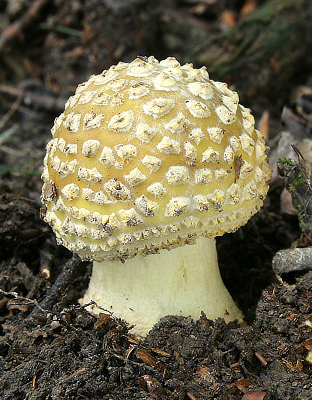 muchotrávka olivovohnedastá Amanita franchetii (Boud.) Fayod