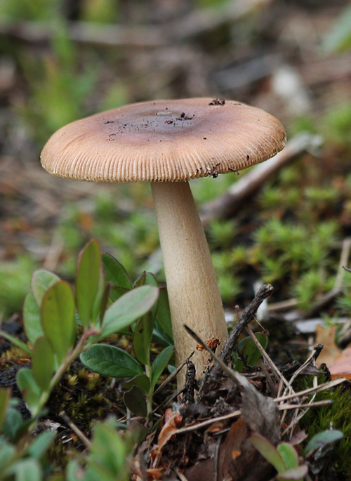 muchotrávka plavohnedá Amanita fulva Fr.