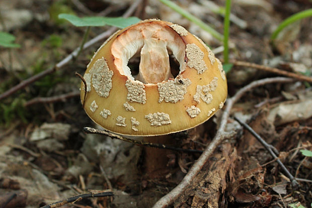 muchotrávka červenkastá Amanita rubescens Pers.