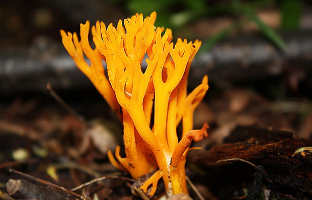 parôžkovec lepkavý Calocera viscosa (Pers.) Fr.