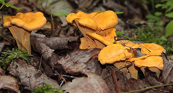 kuriatko jedlé Cantharellus cibarius Fr.