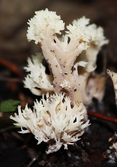 konárovka hrebenitá Clavulina coralloides (L.) J. Schröt.