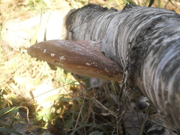 brezovník obyčajný Fomitopsis betulina (Bull.) B.K. Cui, M.L. Han & Y.C. Dai