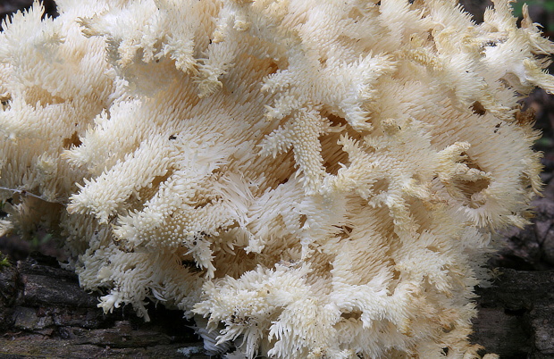 koralovec bukový Hericium coralloides (Scop.) Pers.