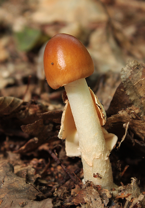 muchotrávka oranžová Amanita crocea (Quél.) Singer